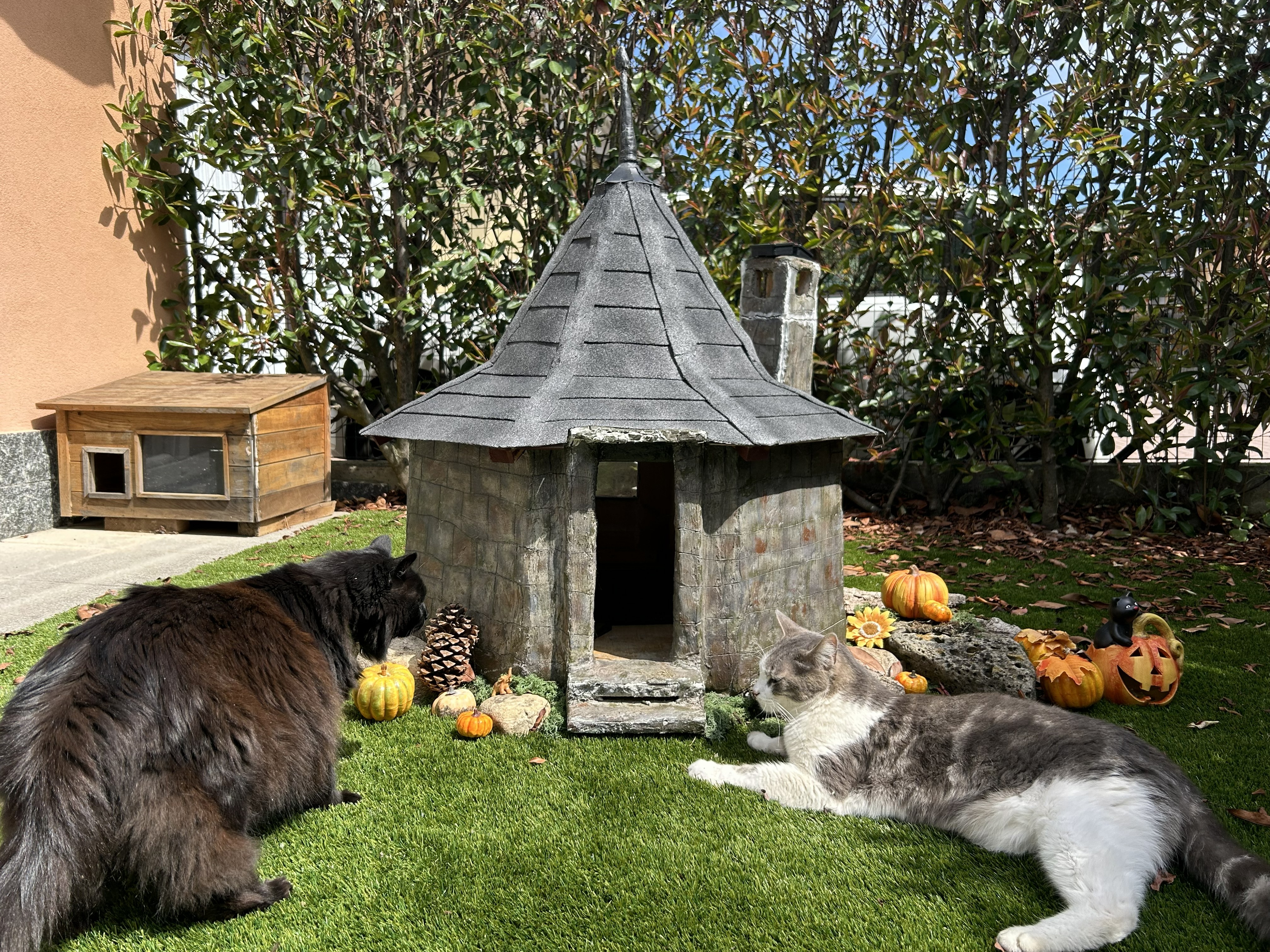 Completed cat house